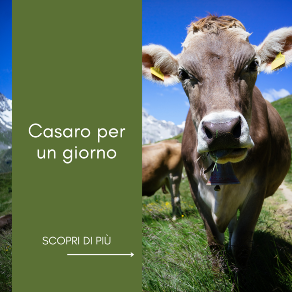 Casaro per un giorno